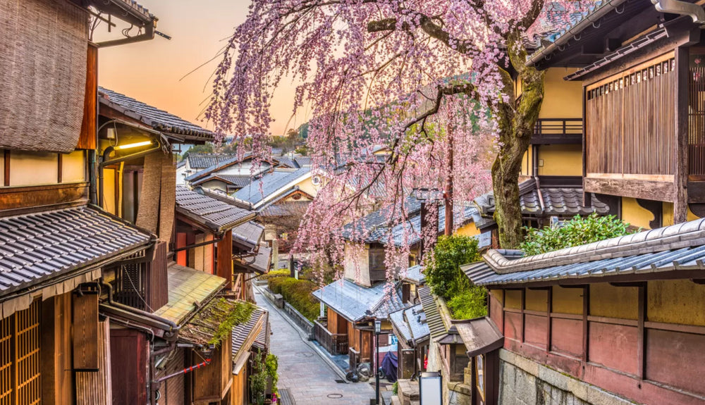 cherry blossom street in kyoto japan