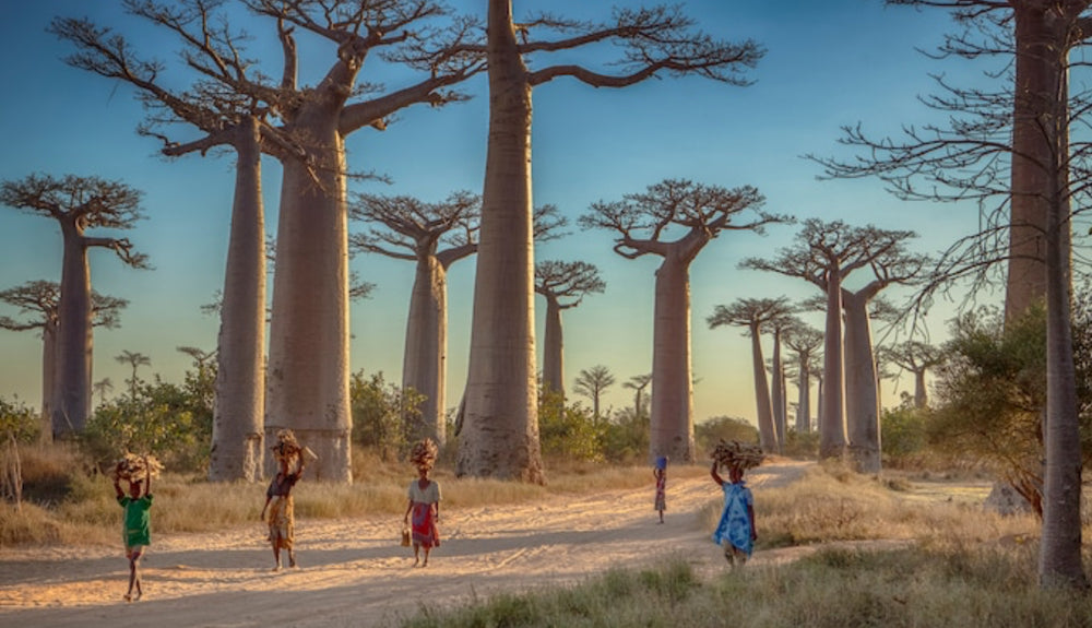 Baobab trees in Madagascar